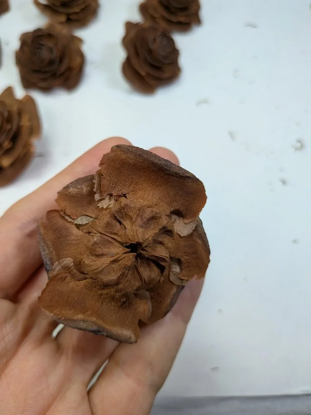 30 Real Cedar Rose Cones Natural Wooden Flowers Crafting & Wreath Supply